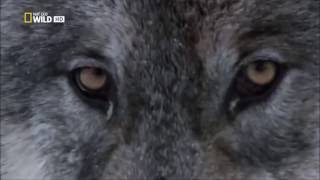 Wolfheart  -    The Hunt  (Fan made video with wolves)