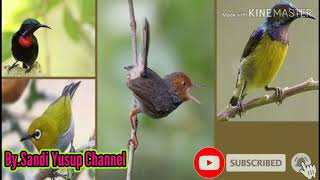 Download lagu Suara pikat burcil anti jonk mp3 Download lagu Suara pikat burcil anti jonk mp3