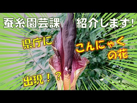 園芸 小ツガ、偽パセリ、イヌツガ、収穫ツガ