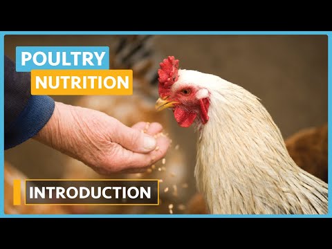 Poultry Nutrition Lesson 1 Introduction To Poultry Nutrition