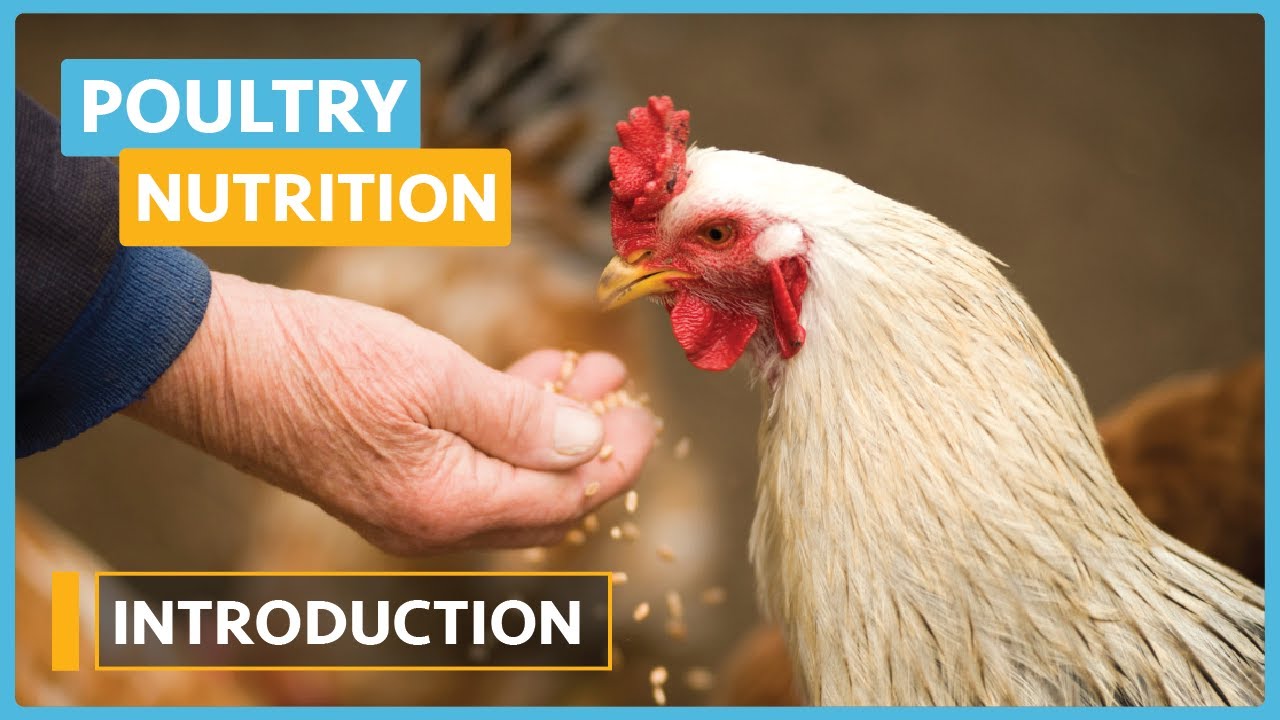 Poultry Nutrition Course