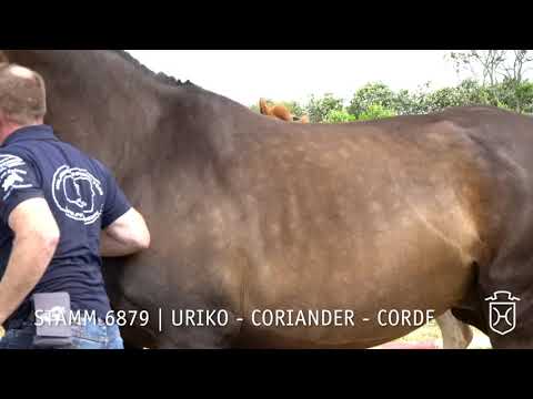 Fohlenprämierung Föhr 2019 | Stute | St. 6879 | Uriko - Coriander - Corde | Volkert Rickmers