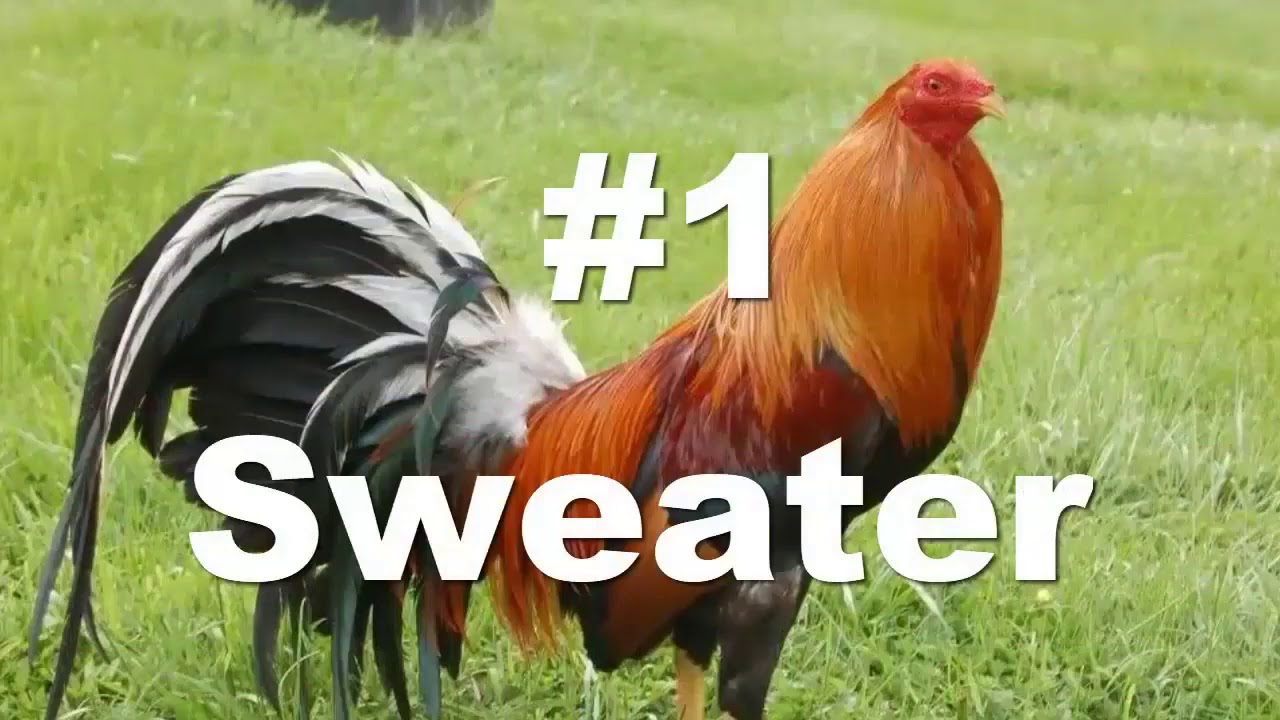 Las mejores lineas de gallo de pelea!!