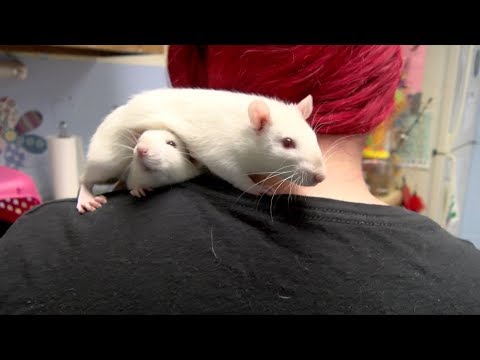 Dragons Breath, an adopted Rat in Lowell, MA_image-1
