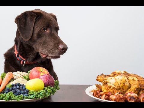 A Dog's Diet Influences Oral Health | Animals