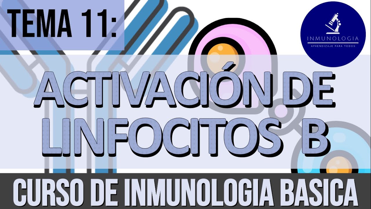 Activación y Diferenciación de Linfocitos B - Dependiente/Independiente de T - Memoria Inmunológica