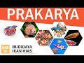 Soal Prakarya Tentang Budaya Pembenihan Ikan Hias