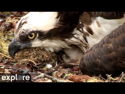 Osprey Mother Cuddles her Chicks