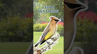 Cedar Waxwing - Pure Nature Sounds!
