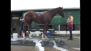 California Chrome Hopes to Win KY Derby