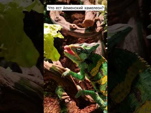 чем кормить хамелеона? 🐲😳😋 #рептилии #хамелеон #ящерица #террариум #питомец #кормление #насекомые