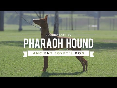 ALL ABOUT PHARAOH HOUNDS: EGYPT'S ANCIENT DOG BREED