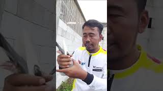 Download lagu Expensive knowledge of how to choose pigeons mp3