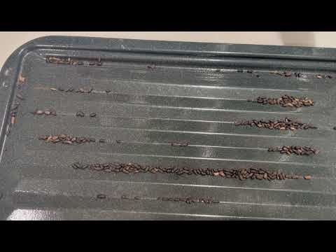 Stove Pan Filled With Mice Droppings in Avenel, NJ