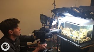 Behind the Scenes with Deep Look: Caddisflies