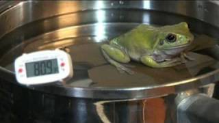 Frog In A Pot