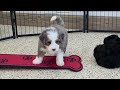 Mini Bernedoodle dogs for sale: Hubert - Video 1