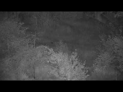Djuma: Two Honey Badgers (distant visual) - 22:49 - 04/22/21