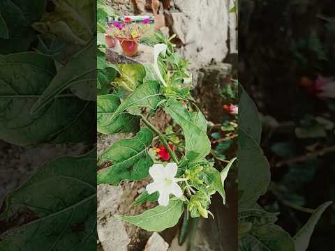 # Tum bansi bajate ho #nature #viralvideo #flowers