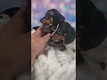 Miniature Dachshund dogs for sale: Coby - Video 1