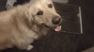 Home Improvement Vlog, Hubby's Annex Part 6, Finale!