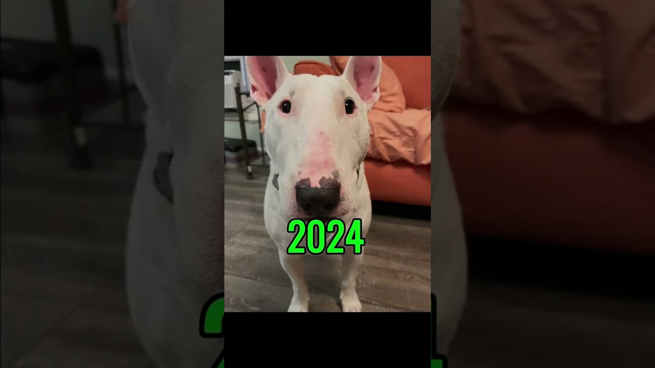 Famous Cat & Dog Memes (Then vs Now) #cats #dogs #nostalgia