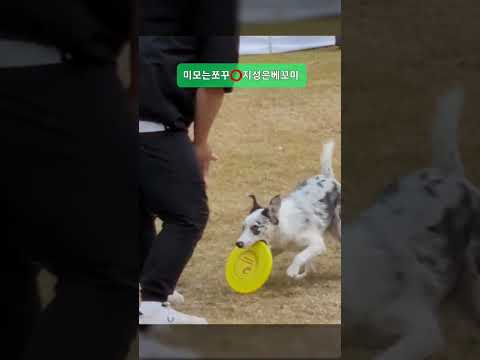 #광명시 #반려동물문화축제 #해피투게더 #에티켓         📣내💩은 내가 치우세요 📣사지말고 입양하세요