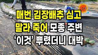 매번 김장배추 모종 심고 말라 죽어 모종 주변 이것 뿌렸더니 대박 절대 모종 다시 심을 일 없어요.