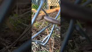 How To Hog 🐖 Ring a Chain Link Fence #fence #chainlink #hogring