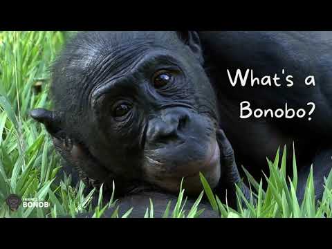 What's a Bonobo?