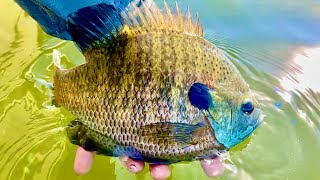Catching GIANT Bluegill while Fall Walleye Fishing!