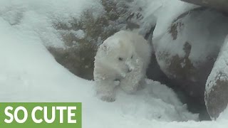 Polar Bear cub experience snow for the first time