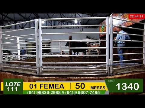 BRASIL LEILÕES - SÃO LUIS DE MONTES BELOS - GO -07/01/2026