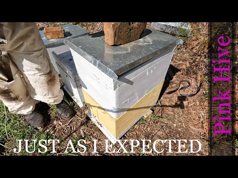 Inspecting the Pink Hive | Aussiebeekeeping | 22-9-2022