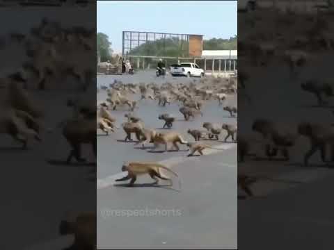 cachorro vs macaco 😅