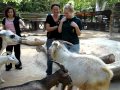 Crazy Goat