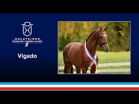 Holsteiner Verbandshengste 2021 | Vigado v. Vigo d'Arsouilles-Quo Vados I