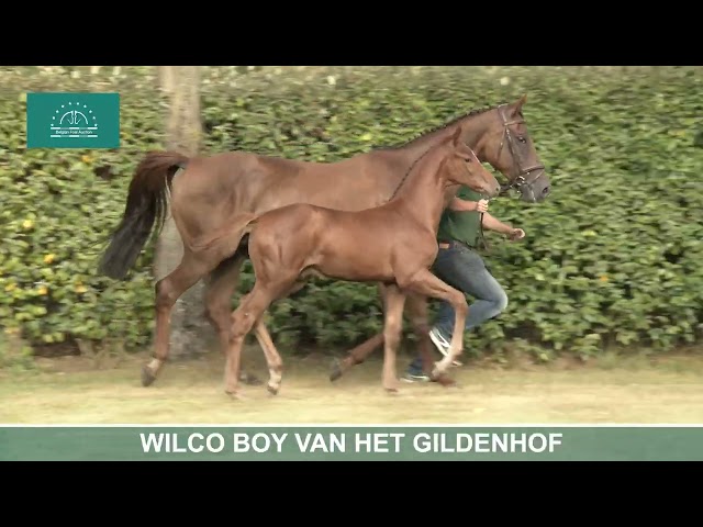 WILCO BOY VAN HET GILDENHOF