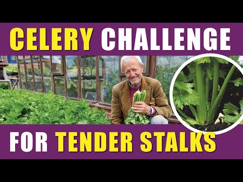 Grow Tender Celery, Watering, Blanching & No Dig