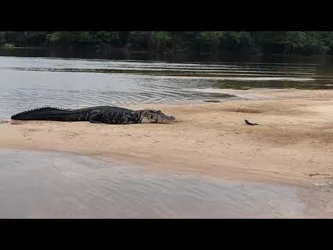 Ataque de Jacaré-açú parte I