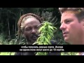 Ямайка растаманы 