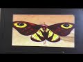Mrs Brisbyhontas Uk Vhs Trailer