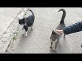 Tuxedo Cat Was Jealous When He Petted The Gray Cat