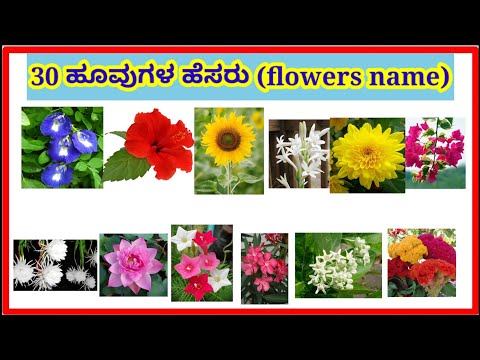 # ಹೂವುಗಳ ಹೆಸರು # flowers name# flowers name in Kannada and English