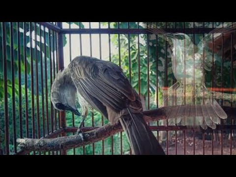 Trucuk Hasil Ombyokan Juga Bisa Rajin Bunyi Lurr Meski Masih Penakut