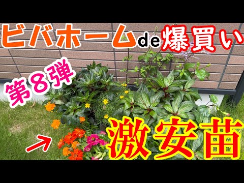 大輪のブラウネル 植物