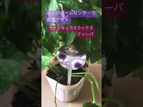 ラナンキュラスの茂み 植物