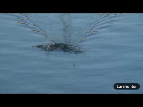 ~子甄彣璟~螺旋槳拖拉機 10cm-13g硬餌 浮水鉛筆 水面系 專攻中上層 假餌 路亞餌 仿生餌 誘餌