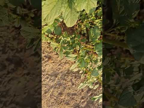 Amaranthus Caudatus Seeds