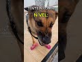 Cachorra Safira Bota Medo
